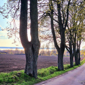 Foto: Ingemar Olofsson.
Beskrivning: Vårkänsla!
Fulltofta allé med åkermark och Ringsjön i bakgrunden. Får symbolisera Hörby som en landsbygds- och lantbrukskommun.
