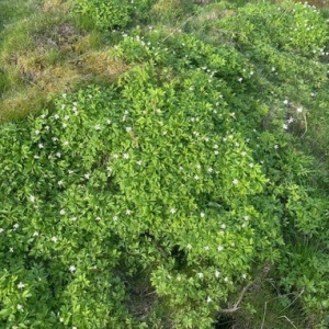 Foto: Gunvor Håkansson. Beskrivning: Ingemanstorp 1:10 och 1:13. Mitt barndomshem här  jag plockade blommor med grannflickorna. Då fanns ingen tv, dator eller mobil på 1950-talet. Att hitta vårblommor var så roligt.