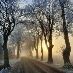 Foto: Ingemar Olofsson. Beskrivning: Gryning.
Soluppgång vid en allé i Korsholm.
