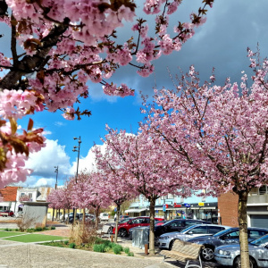 Foto: Ingemar Olofsson.
Beskrivning: En blomstertid på Nya torg!
