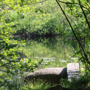 Foto: Emelie Willsäter. 
Beskrivning: Namn på bilden: Stenen i sjön
Plats: Sjököps
Varför platsen är Hörby för mig: Stora delar av Hörby är skogs- och fäladsmark och Sjököpssjön är den där lugna behagliga platsen som man kan besöka och bara njuta av tystnaden. På slingriga grusvägar tar man sig fram och platsen känns nästan som den är tagen ur en Astrid Lindgren-film. Detta är Hörby för mig!
